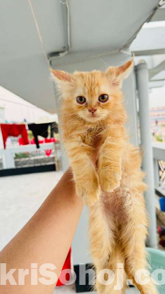 Treditional persian male kitten